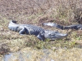 Two aligators.jpg